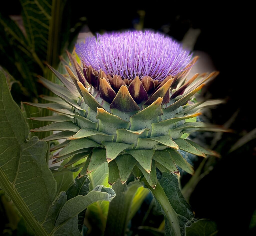 flower portrait with black background