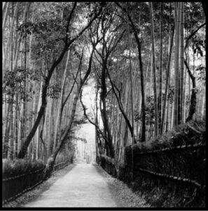 Bamboo Forest in Arashiyama Kyoto, Japan